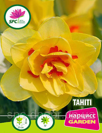 Нарцис махровий Tahiti, фото 3