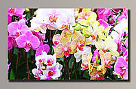 Картина (не раскраска) HolstArt Орхидеи 54x32 см арт.HAS-023