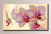 Картина (не раскраска) HolstArt Орхидеи 54x32см арт.HAS-088