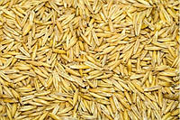 Семена Овёс (неочищенный) посевные семена овса,2кг зерно используют как общеукрепляющее средство