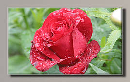Картина (не розмальовка) HolstArt Троянда 55x32,5 см арт.HAS-166