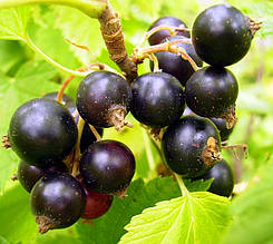 Смородина чорна Ювілейна Копаня (середньопізня)