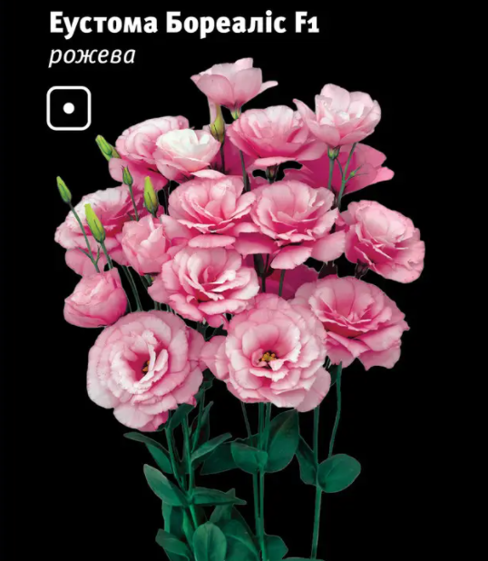 Эустома в Киеве от компании "Ledaagro.Shop".