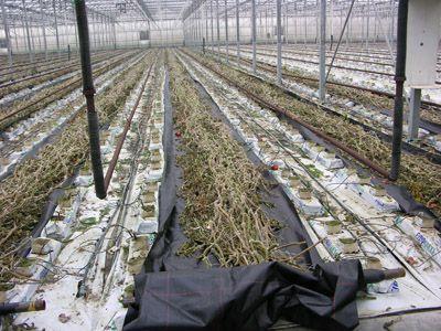 mehanicheskaya-utilizatsiya-rastitelnyh-ostatkov utilizatsiya-ostatkov-iz-grunta
