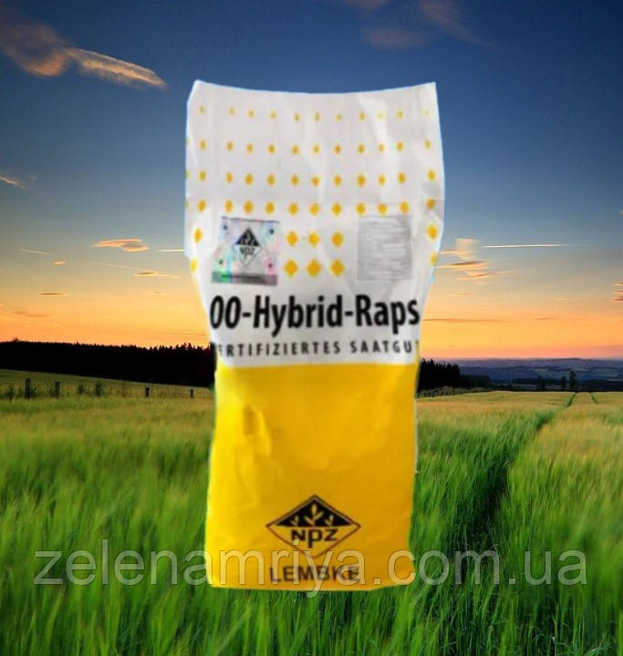 Гібрид озимого ріпаку Вісбі (Lembke), фото 1