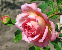 Троянда Джубілі Селебрейшин. (в). Англійська троянда