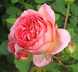 Троянда Джубілі Селебрейшин. (вс). Англійська троянда, фото 3