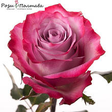 Розы в Полтаве от компании 