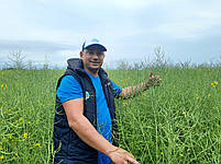 Насіння ярого ріпаку під гліфосат. Ріпак ярий Гектор РС., фото 5