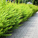 Барбарис Тунберга Грін карпет саджанці в горщиках Berberis thunbergii Green Carpet, фото 4