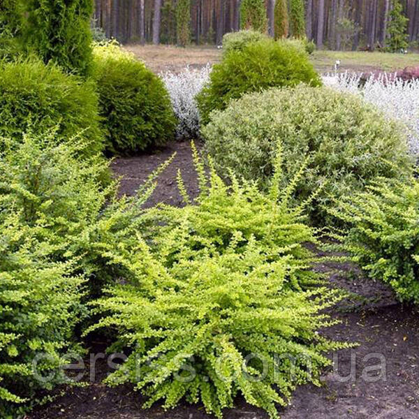 Барбарис Тунберга Грін карпет саджанці в горщиках Berberis thunbergii Green Carpet