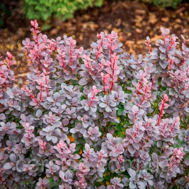 Барбарис Тунберга Конкорд, Berberis thunbergii Concorde - фото 4 - id-p1634598529