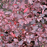 Барбарис Тунберга Роуз глоу саджанці в горщиках Berberis thunbergii Rose Glow, фото 2