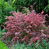 Барбарис Тунберга Роуз глоу саджанці в горщиках Berberis thunbergii Rose Glow, фото 4