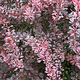 Барбарис Тунберга Роуз глоу саджанці в горщиках Berberis thunbergii Rose Glow, фото 3