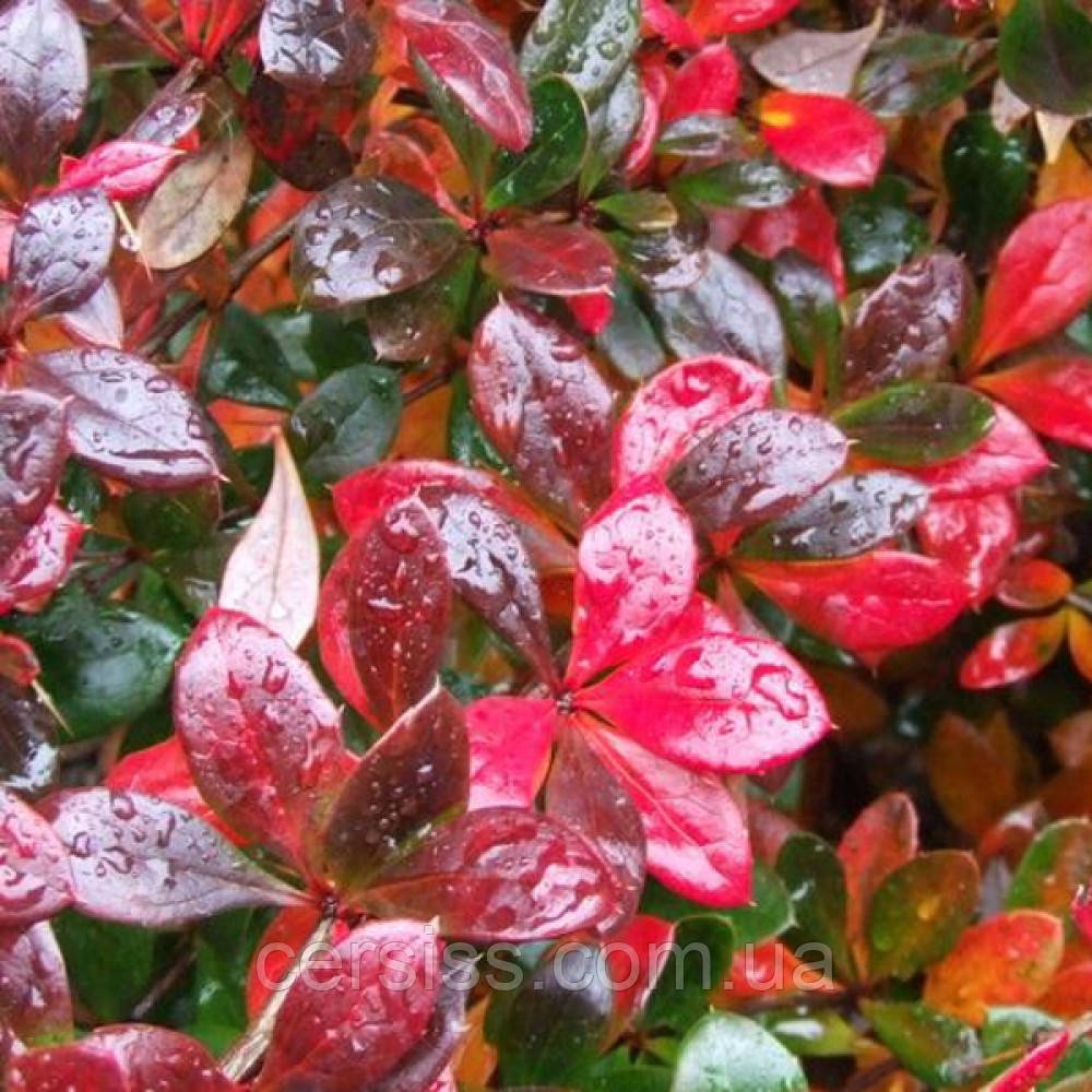 Барбарис червоний Ред джевел саджанці в контейнері Berberis media Red Jewel, фото 1