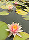 Нимфея "Пол Хариот"- Nymphaea "Paul Hariot", фото 5