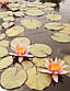 Нимфея "Пол Хариот"- Nymphaea "Paul Hariot", фото 3