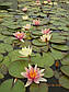 Нимфея "Пол Хариот"- Nymphaea "Paul Hariot", фото 5