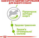 Сухой корм для взрослых собак Royal Canin X-Small Adult 8+ 3 кг, фото 2