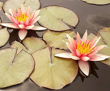 Нимфея "Пол Хариот"- Nymphaea "Paul Hariot" (друга ц.р.)