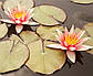 Нимфея "Пол Хариот"- Nymphaea "Paul Hariot", фото 3