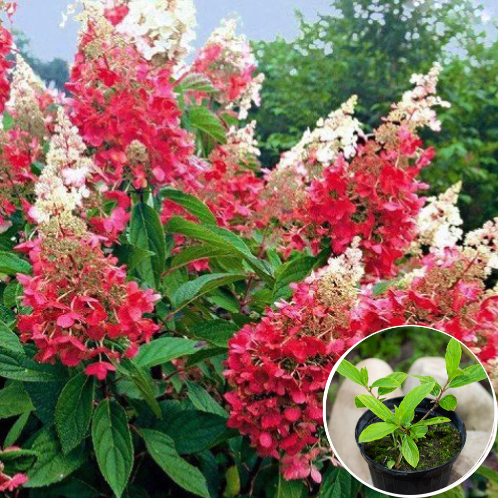 Гортензия Pink Diamond 0,5 Л — Купить Недорого на Bigl.ua (1179455352)