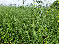 Урожайне насіння озиму ріпаку ХАЛК. Гібрид зимо-морозостійкий і сухостійкий ХАЛК. 295-300 днів., фото 2