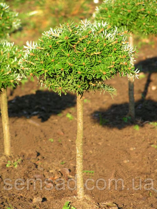 Ялиця вичі Хеддерготт \ Abies veitchii Heddergott (С3л штаб 50-70см. )
