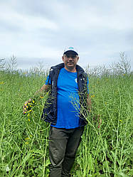 Озимний рапс ФОРЕСТ ІМІ. Насіння озімного рапса (ФОРЕС ІМІ). Гибрид рапса [ФОРЕСТ ИМИ] 