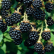 Ожина Тріпл Краун (Triple Crown) середньопізня