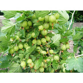 Агрус Машенька (середньопізній), фото 2