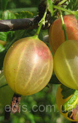 Агрус Машенька (середньопізній)