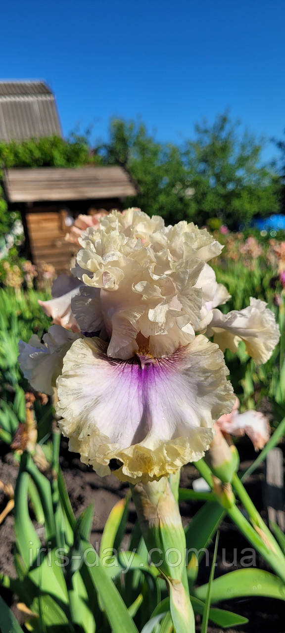 Ірис Space Signal Спайс Сигнал (Keppel 2017) (сажники), фото 1