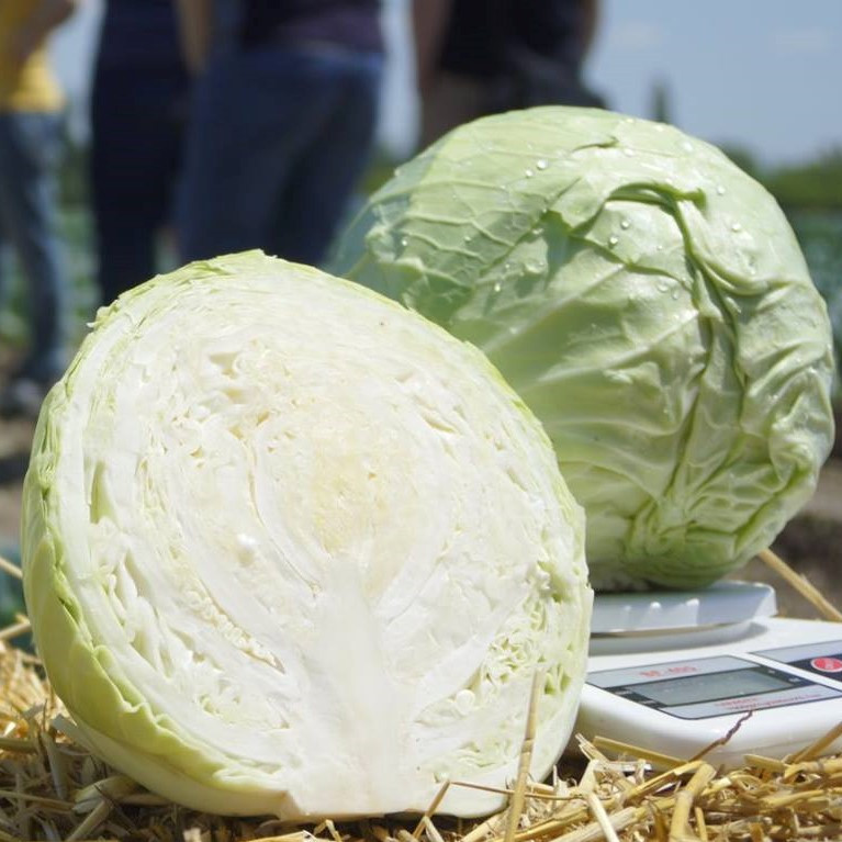 Сір F1, (10 000 нас.) насіння капусти б/к Clause, фото 1