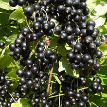 Смородина чорна Титанія (средньостигла)