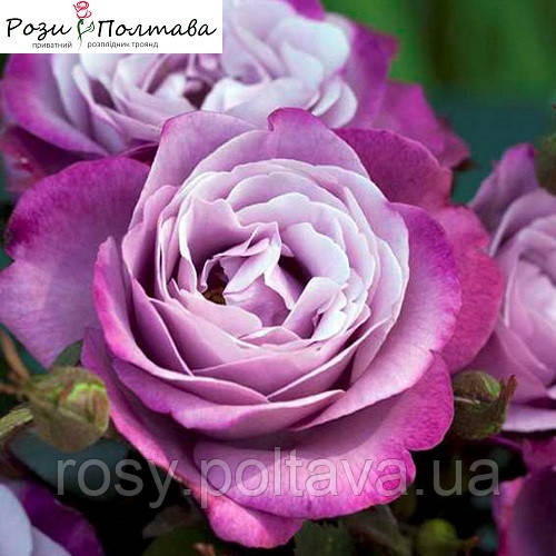 Шокінг Блю (Shocking Blue), фото 1