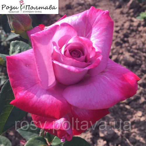 Парадайз (Paradise), фото 1