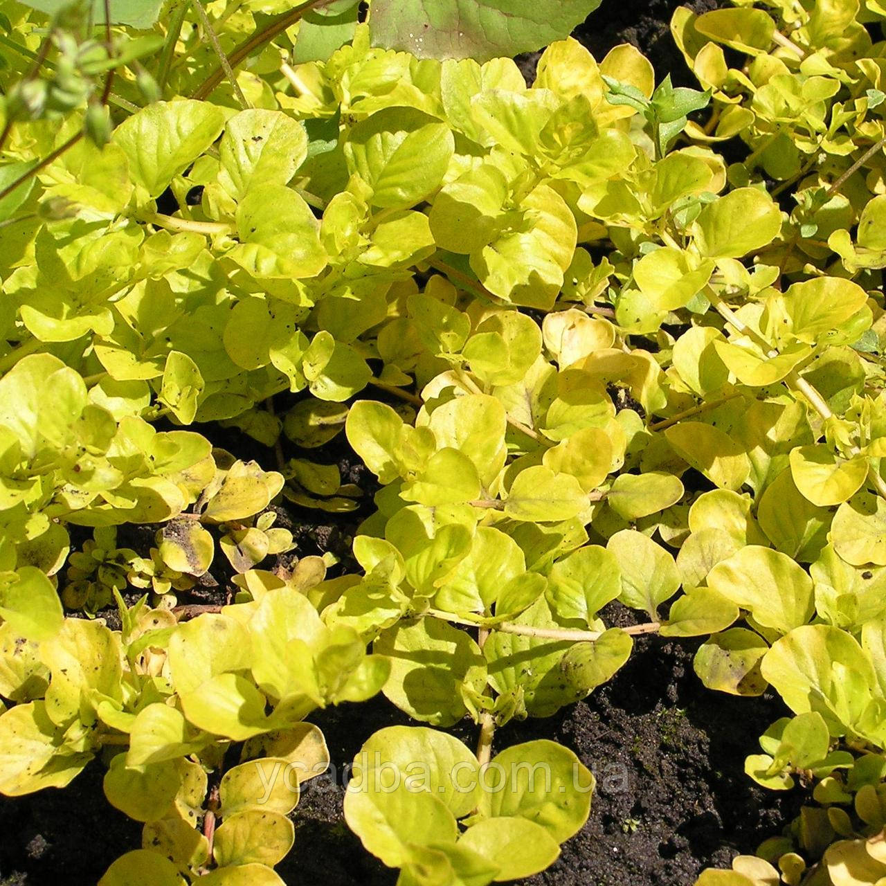 Вербейник монетчастий жовтий, фото 1