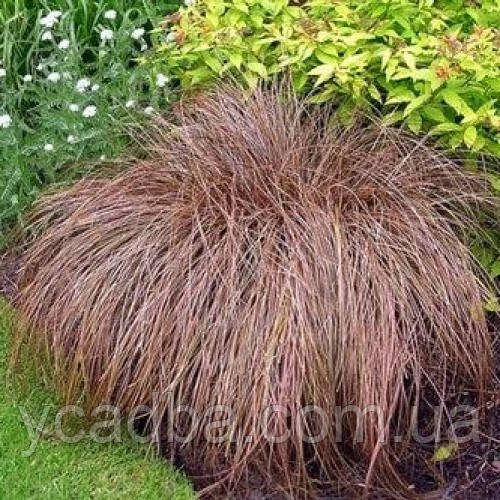 Осока Карекс Бронз Форм (горщик 0,5л), фото 1