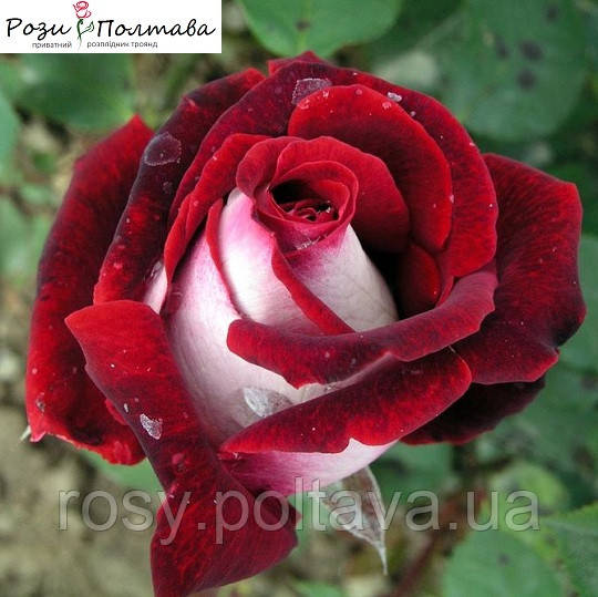 Осірія (Osiria), фото 1