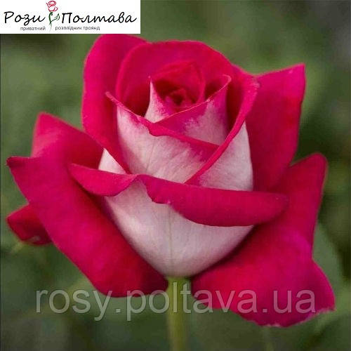 Моніка Белуччі (Monica Bellucci), фото 1