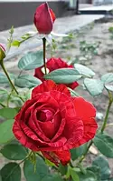 Саджанці  троянд  Ред  Інтуішен