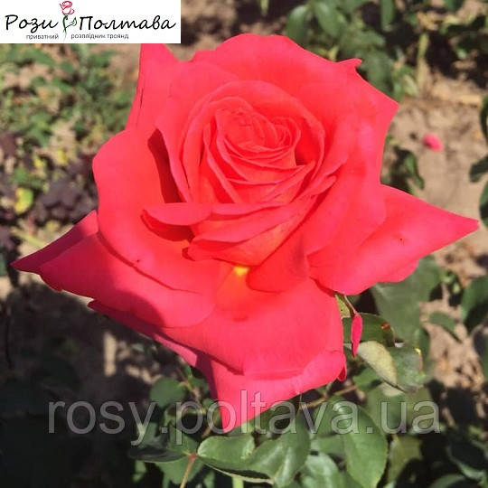 Крістофер Колумб (Christophe Colomb), фото 1