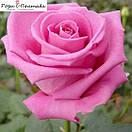 Аква (Aqua), фото 2