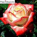 Імператриця (Imperatrice Farah), фото 4