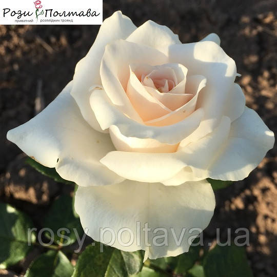 Піч Аваланш (Peach Avalanche), фото 1