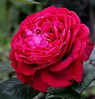 Саджанці троянди Роза 4-х вітрів