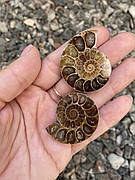 Натуральний амоніт, скам'янілість морського равлика, розмір ≈ 3-4 см, вага ≈ 12-14 грам. Мадагаскар