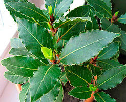 Човники Лавра Шляхетний (Laurus Nobilis)